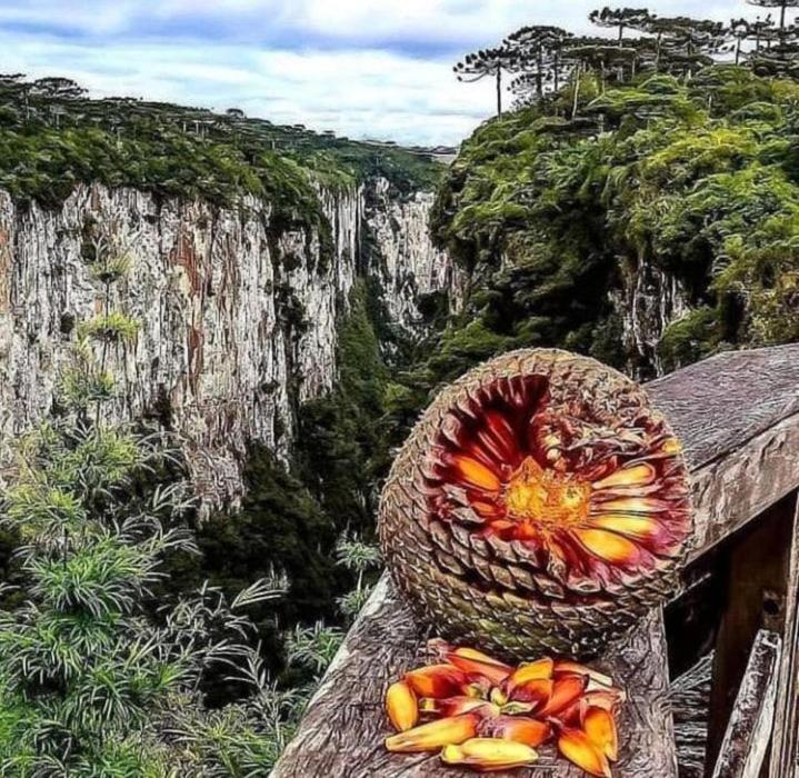 Pousada Encanto Dos Canions Cambará Exteriör bild